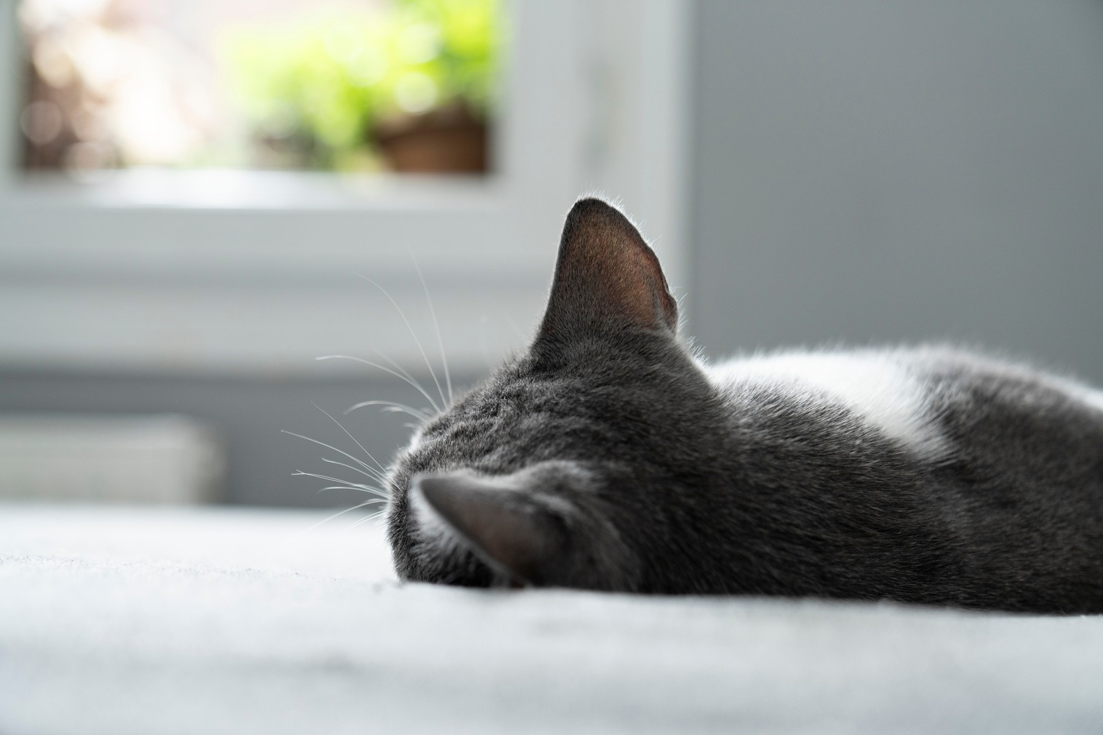 Cat sleeping peacefully by a window